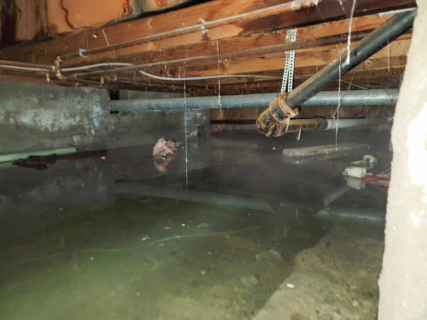 Best Mold removal after water damage  in South Sumter, SC