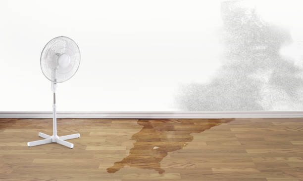 Best Flood damage cleanup  in South Sumter, SC